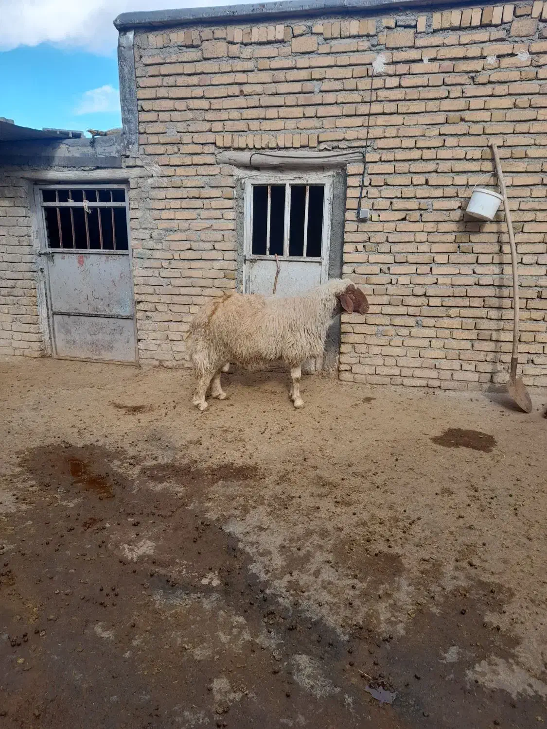 قوچ سنجابی|حیوانات مزرعه|کامیاران, |دیوار