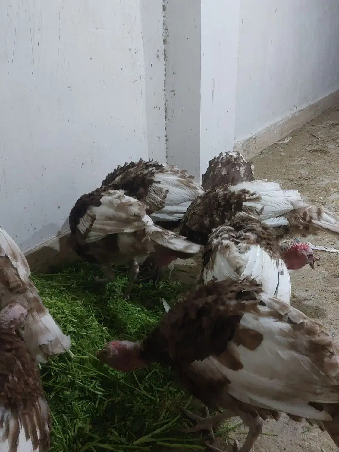 بوقلمون بوربون معاوضه|حیوانات مزرعه|باشت, |دیوار