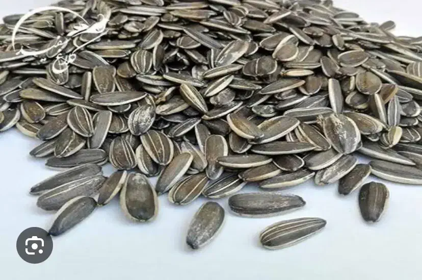 خذبدار تخمه امسالی|عمدهفروشی|سنقر, |دیوار