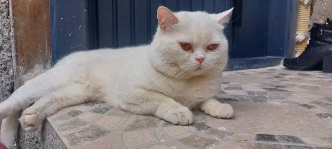 جفت گیری اسکاتیش نر|گربه|ساوه, |دیوار