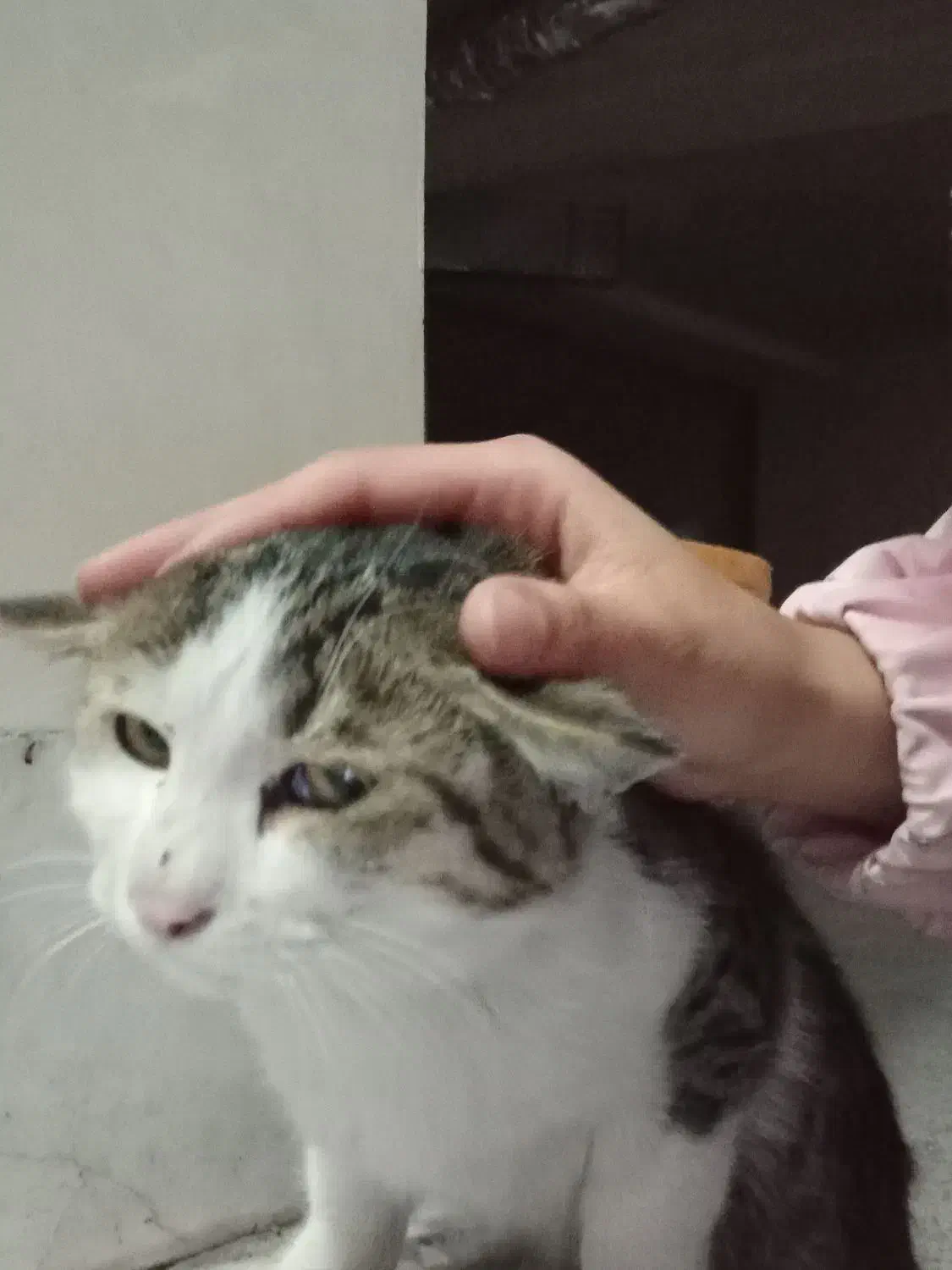 بچه گربه|گربه|زنجان, |دیوار