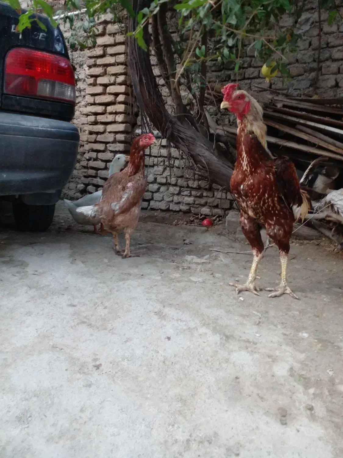 تخم لاری|حیوانات مزرعه|گرگان, |دیوار