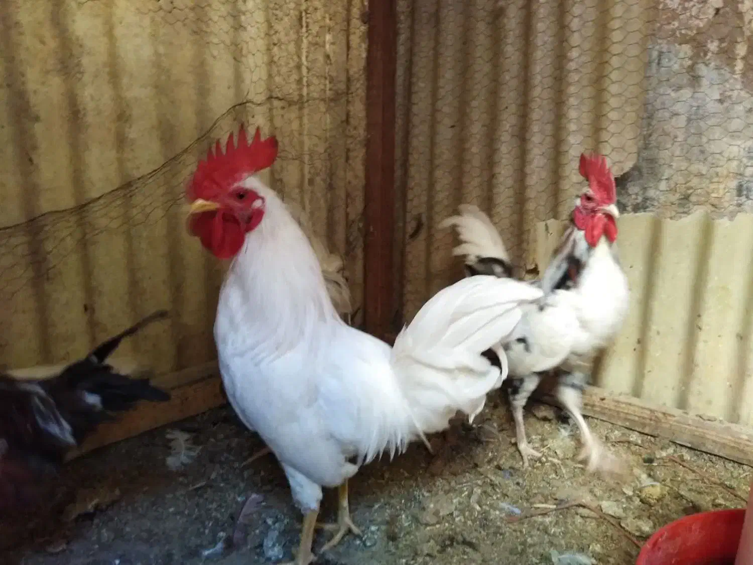 حراج خروس گلین یکجا 250 و بوقلمون سه ت|حیوانات مزرعه|یزد, |دیوار