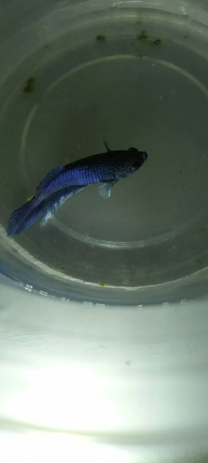 ماهی فایتر و گوپی|ماهی|بندرعباس, |دیوار