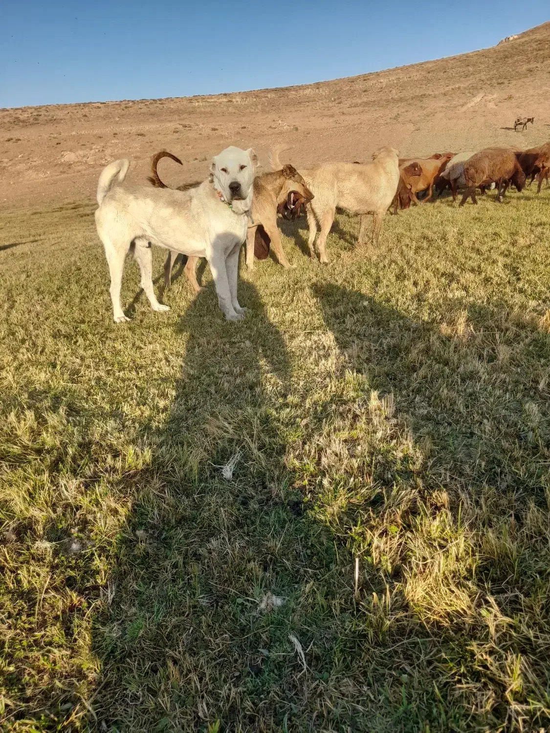 سگ گله عالی|سگ|خلخال, |دیوار