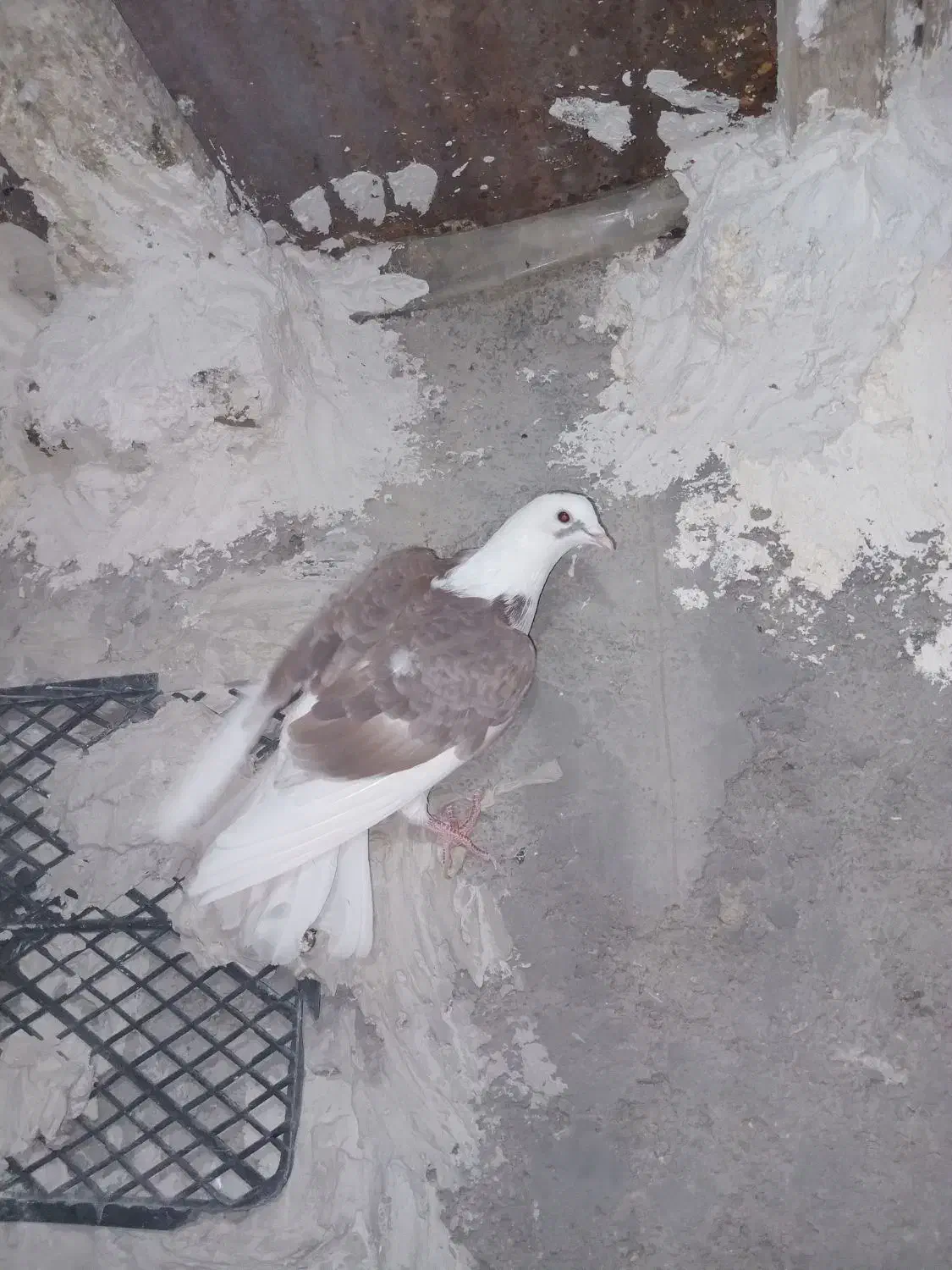 دو تا دوکت|پرنده|ایذه, |دیوار