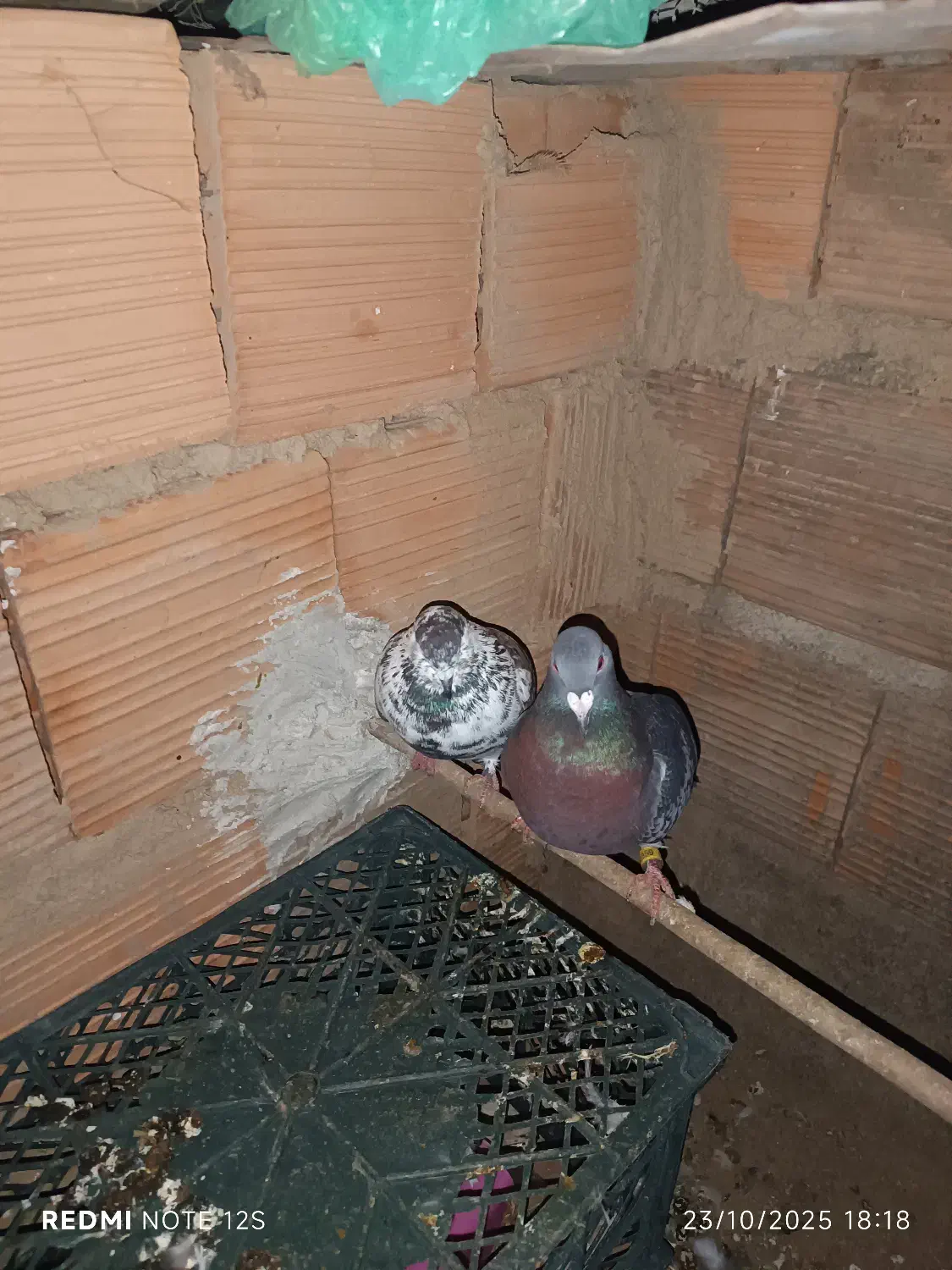 مسافتی مگسی نر و ماده جفت طاق معاوظه.|پرنده|مینودشت, |دیوار