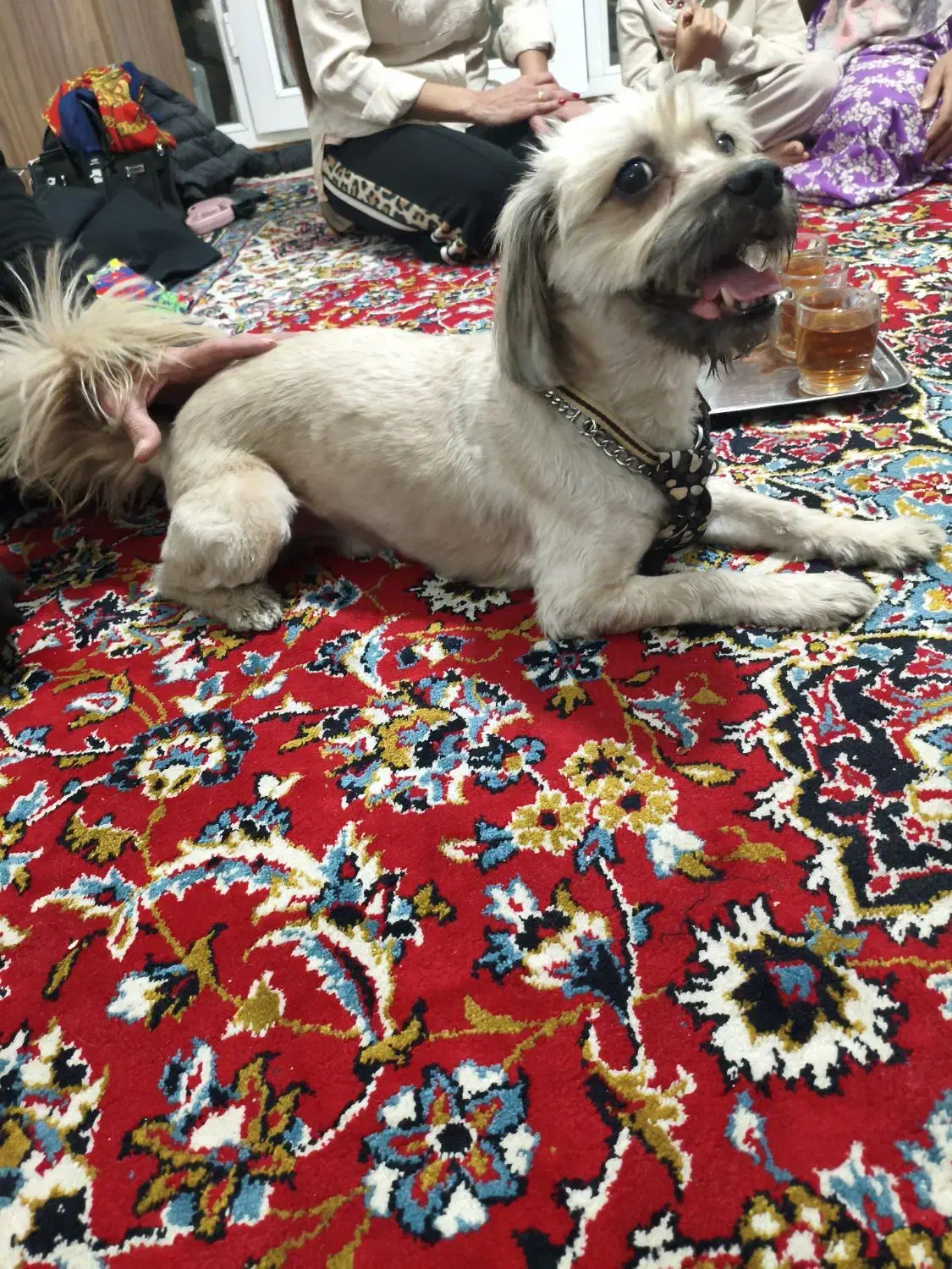 واگذاری سگ مودب و دست آموز|سگ|پاکدشت, پاکدشت (مامازند)|دیوار