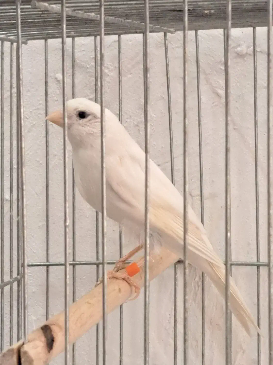 قناری ماده|پرنده|قم, بنیاد|دیوار