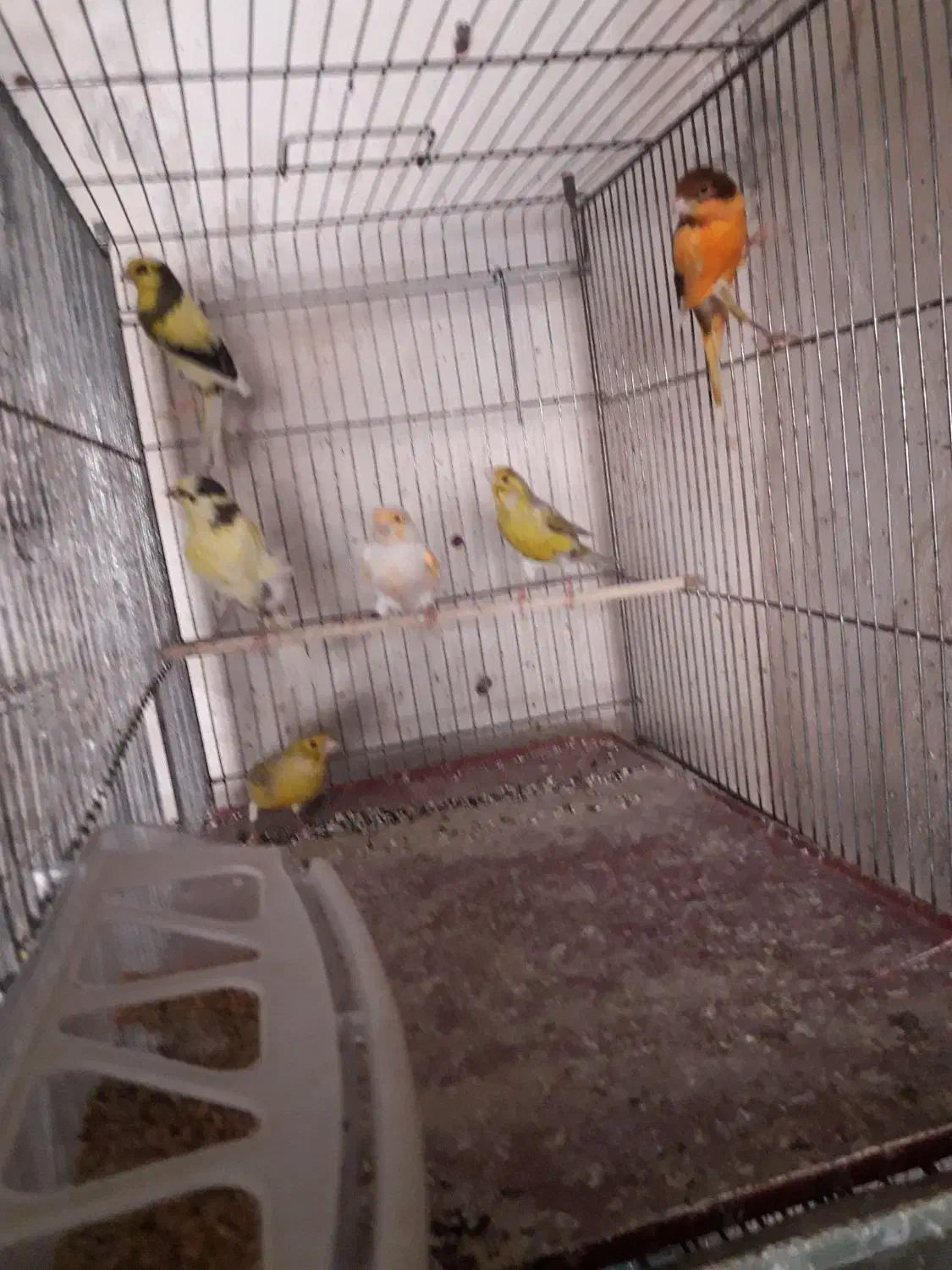 ۲۵ عددقناری درجه یک|پرنده|نهاوند, |دیوار