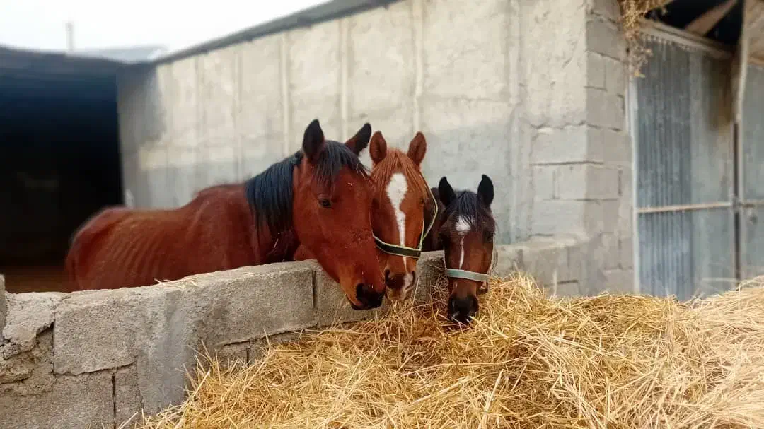 مادیون|اسب و تجهیزات اسبسواری|جره و بالاده, |دیوار