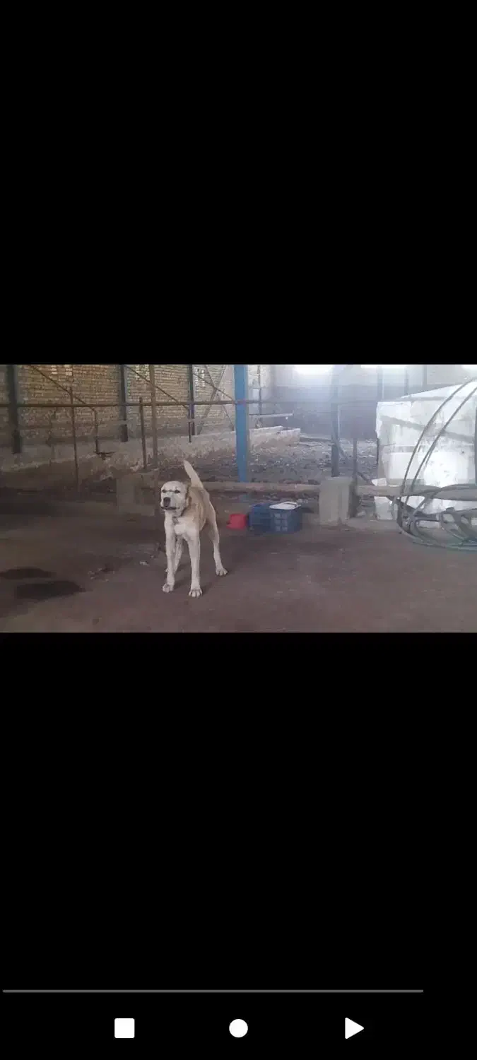 فروش سگ|سگ|گلبهار, شهر جدید گلبهار|دیوار