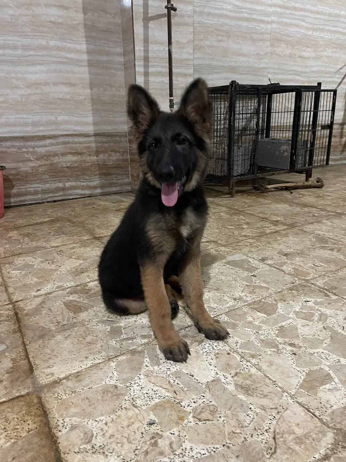 توله ژرمن ۴ماهه نر اصیل شیبدار|سگ|رشت, کوی حسینی|دیوار