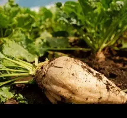 چغندر توافقی|خوردنی و آشامیدنی|بشاریات, |دیوار