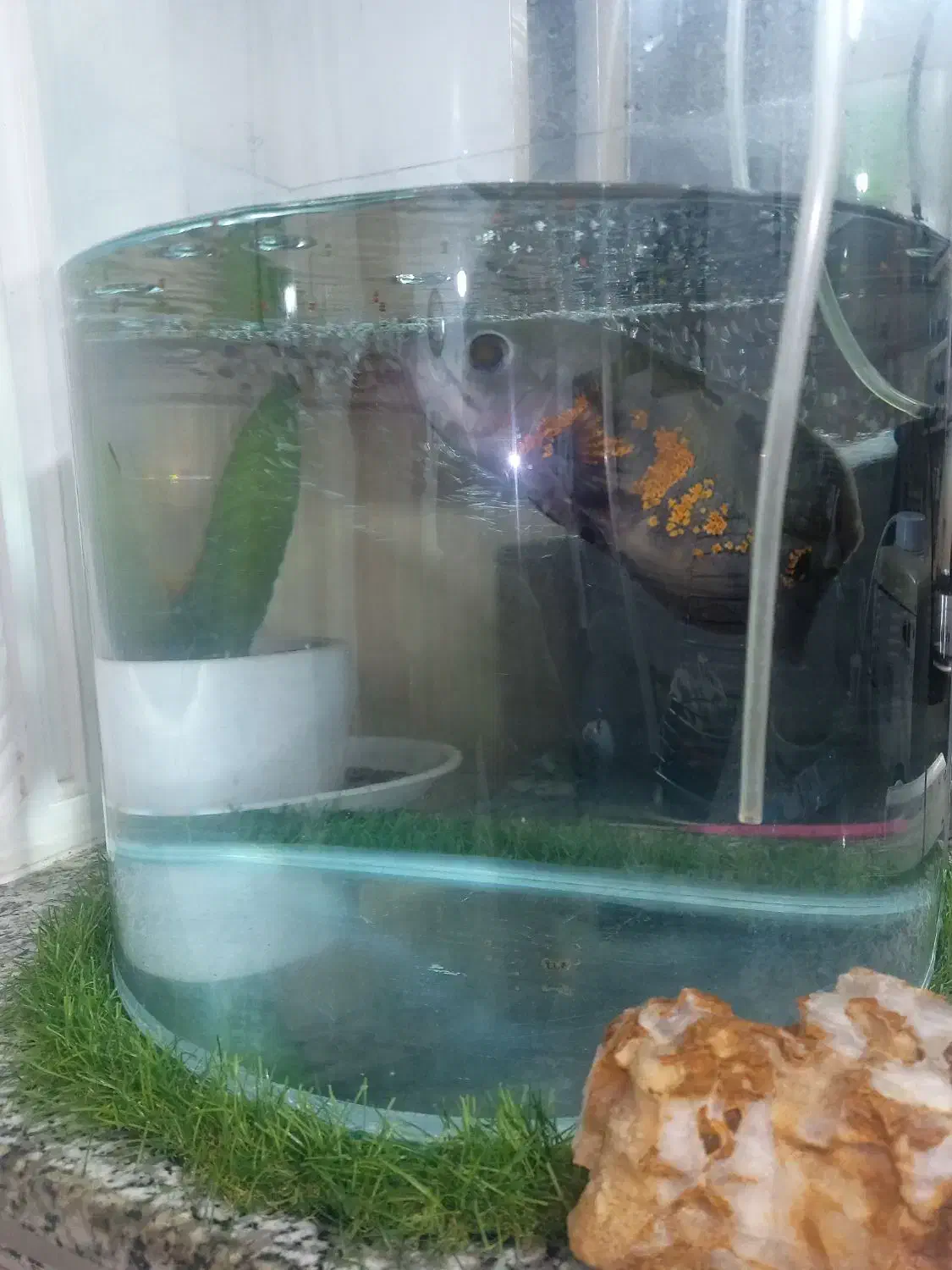 آکواریوم|ماهی|بندر کنگان, |دیوار