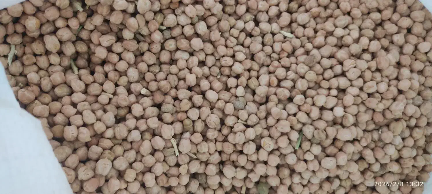 نخود دیم|خوردنی و آشامیدنی|سردرود, |دیوار