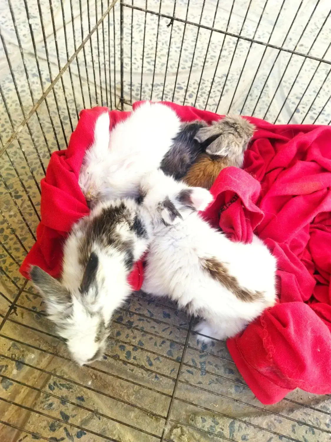 خرگوش لوپ|موش و خرگوش|ملایر, |دیوار