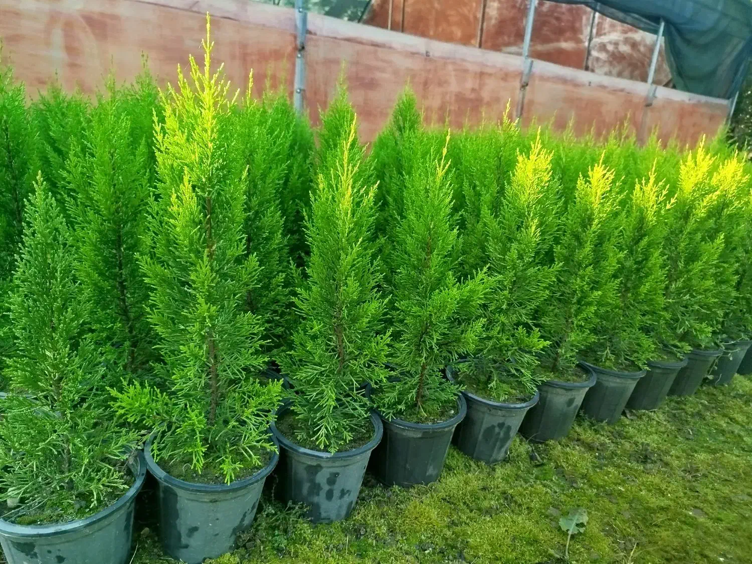 لاوسون سطل3 درجه یک|گل و گیاه طبیعی|رامسر, |دیوار