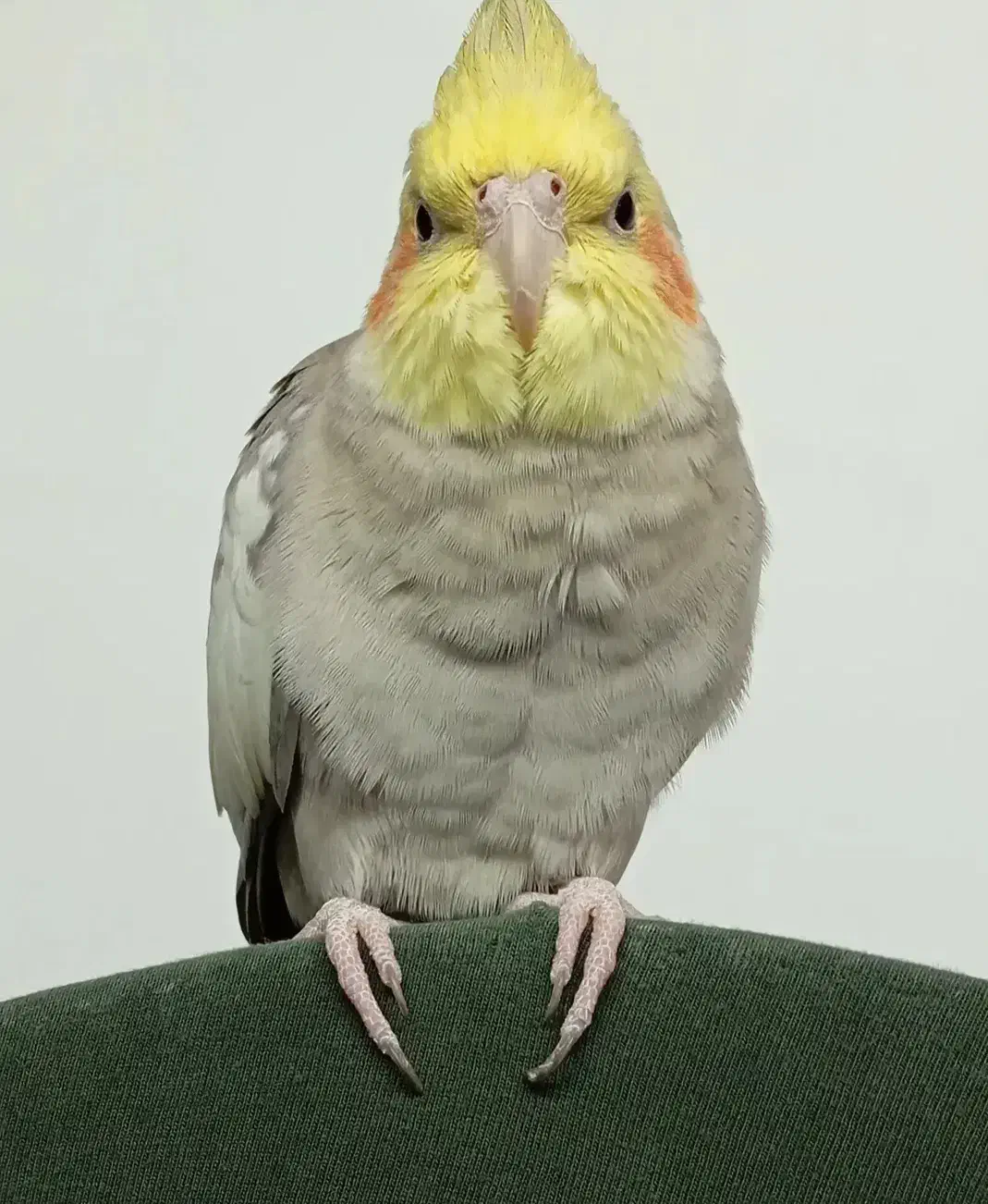 گمشده حوالی رشت دیانتی میدان کودک|حیوانات|رشت, دیانتی|دیوار