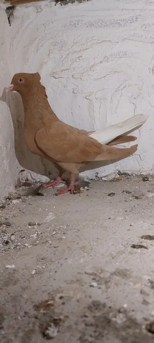 کبوتر رنگی|پرنده|گنبد کاووس, |دیوار