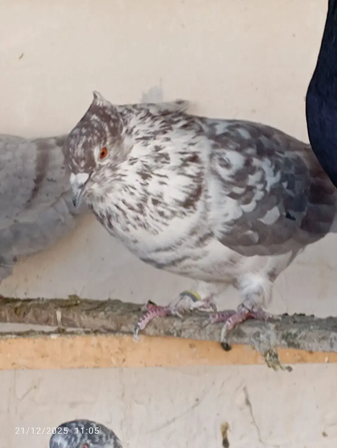 کبوتر پرشی|پرنده|نقده, |دیوار