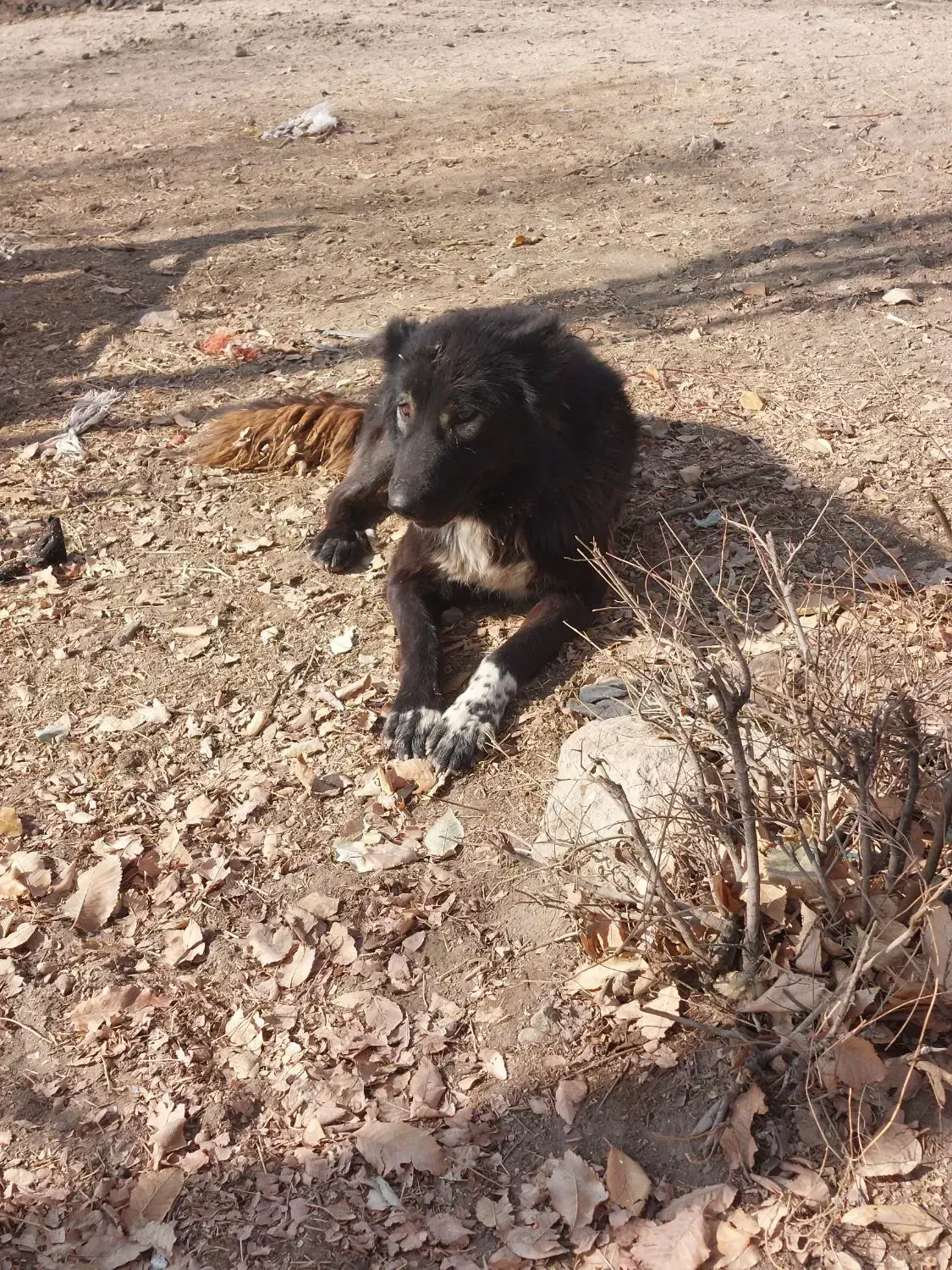 سگ قهدریجانی|سگ|چهاردولی, |دیوار