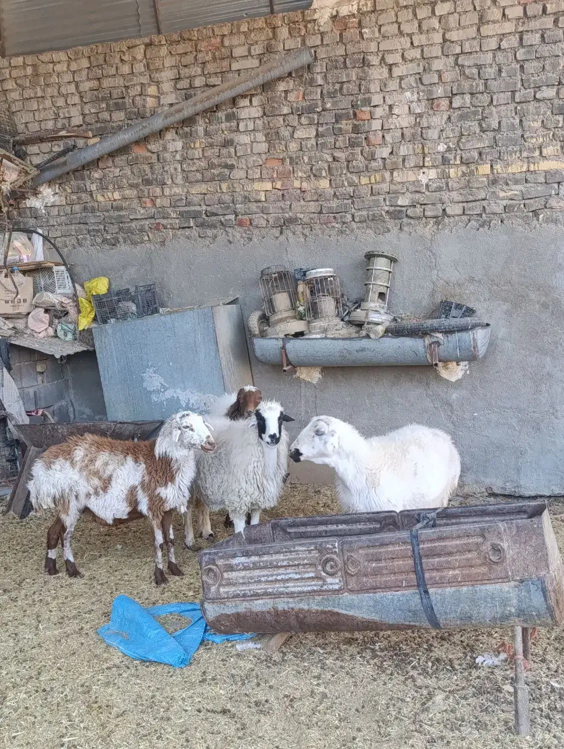 ۴عدد میش آبستن وجوان دونه ۱۲۵۰۰|حیوانات مزرعه|قائن, |دیوار