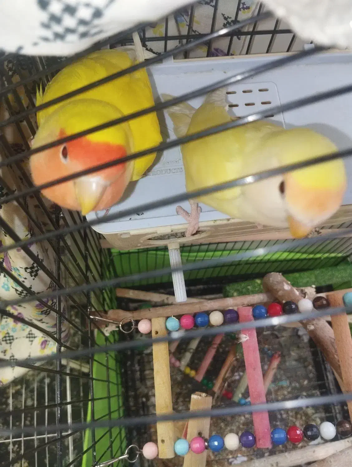 طوطی برزیلی مولد خوشرنگ (کارداده تضمینی)|پرنده|تهران, اتابک|دیوار