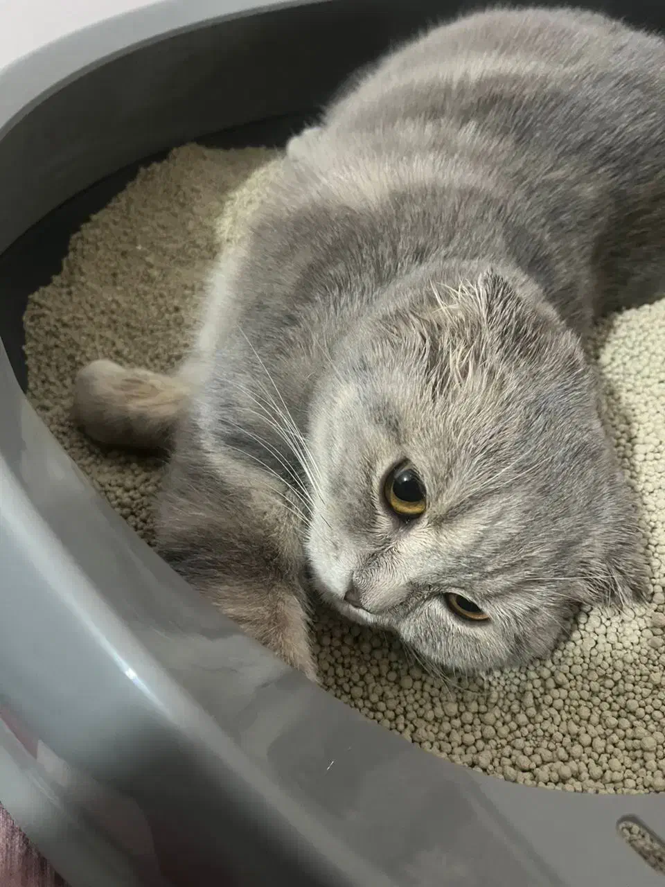 گربه اسکاتیش بلو|گربه|شیراز, فرگاز|دیوار