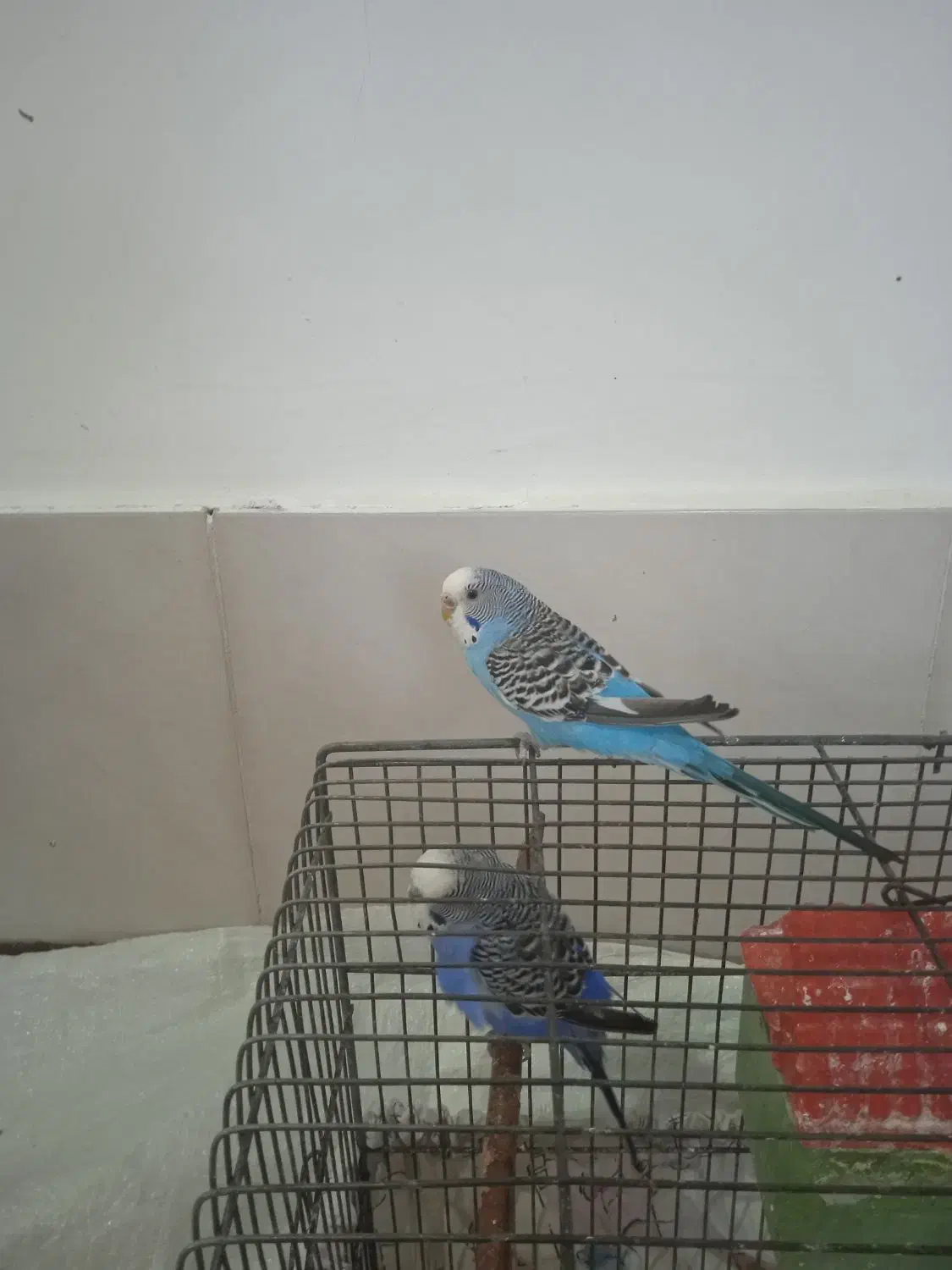 مرغ عشق ماده|پرنده|اسکو, |دیوار