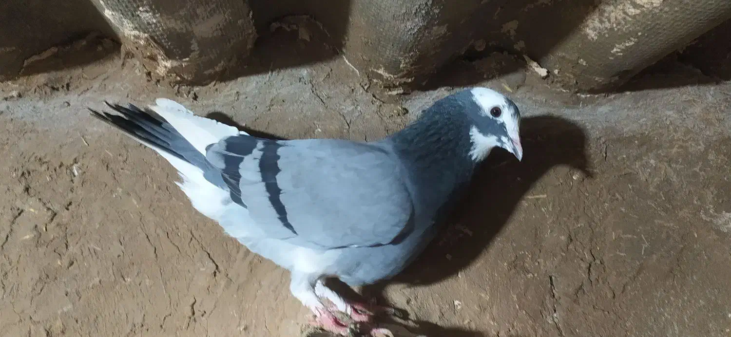 کبوتر|حیوانات|میاندوآب, |دیوار