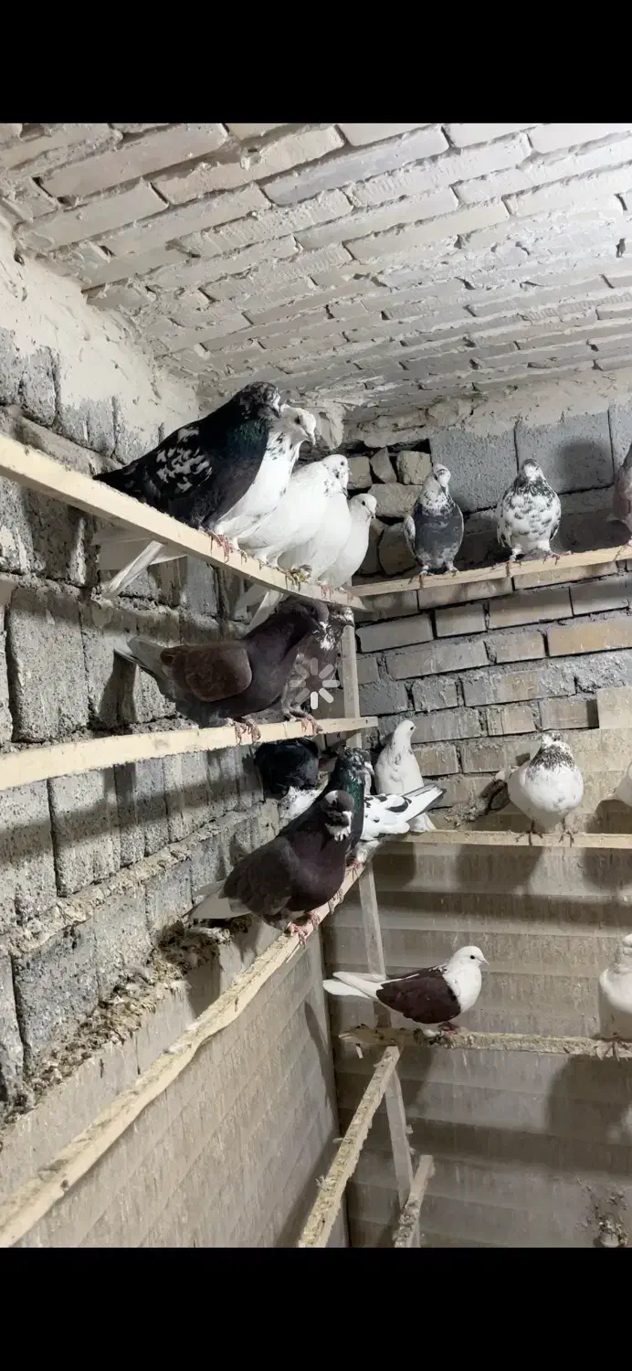 کبوتر فوق پرشی|پرنده|اشنویه, |دیوار