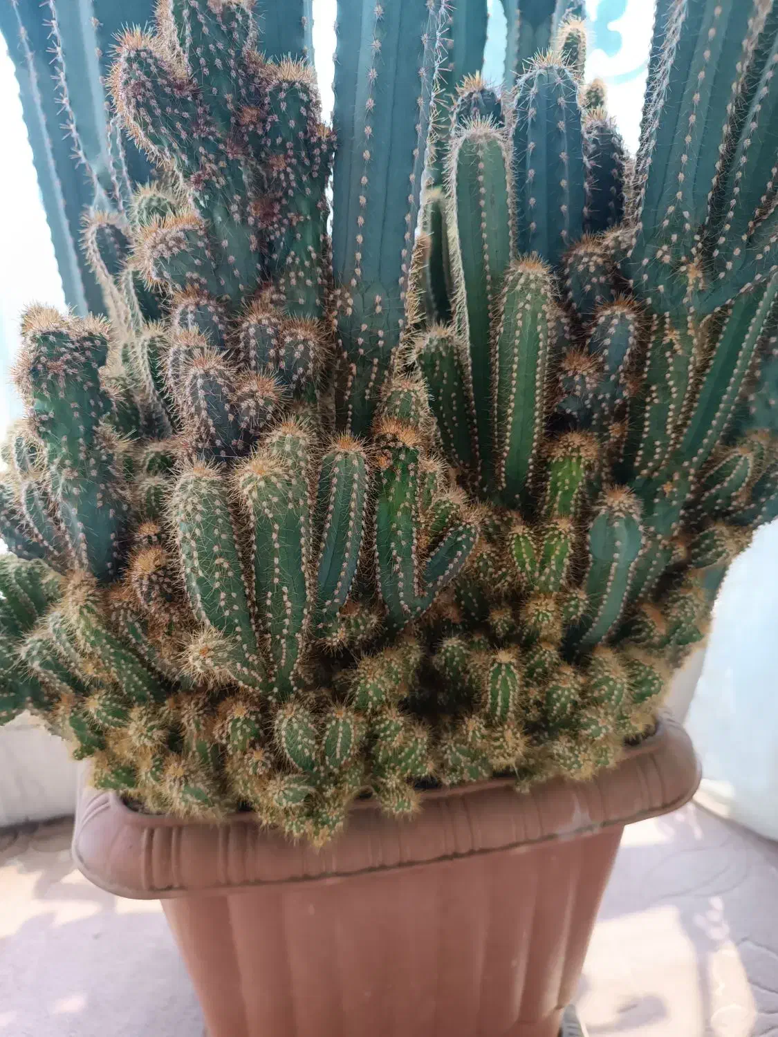 کاکتوس صخره ای بسیار زیبا|گل مصنوعی|کرج, عظیمیه|دیوار