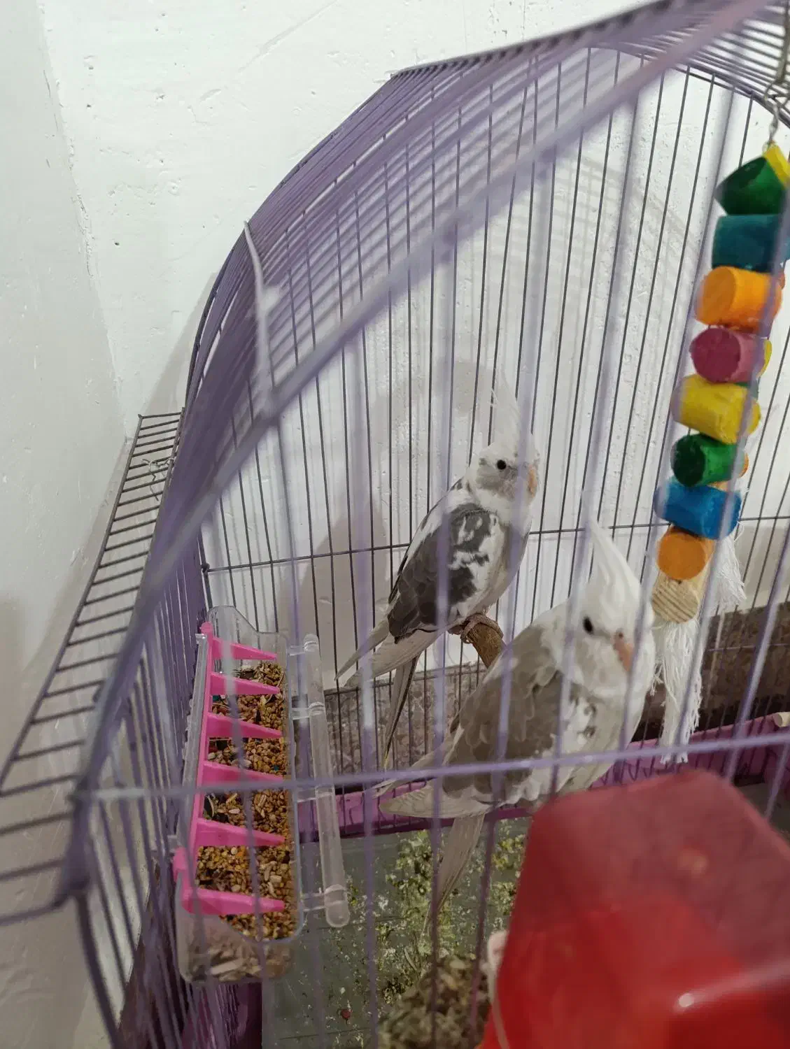 جفت عروس هلندی دوکت آلبینو مولد|پرنده|اندیمشک, |دیوار