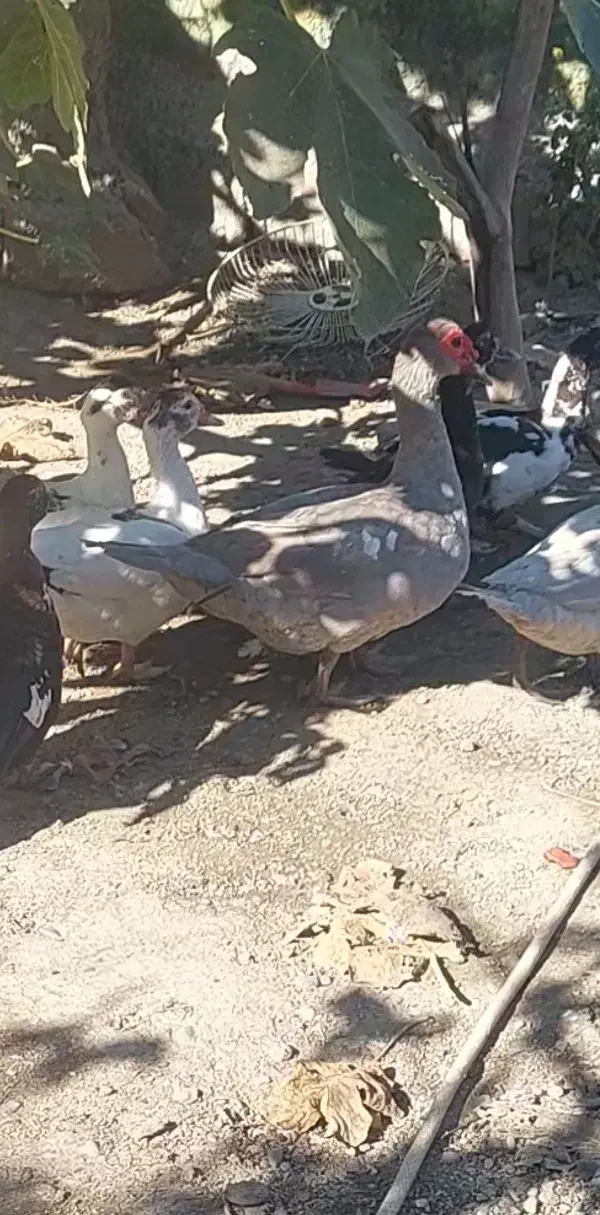 اردک نر طوسی اسرائیل|حیوانات مزرعه|پارس‌آباد, |دیوار