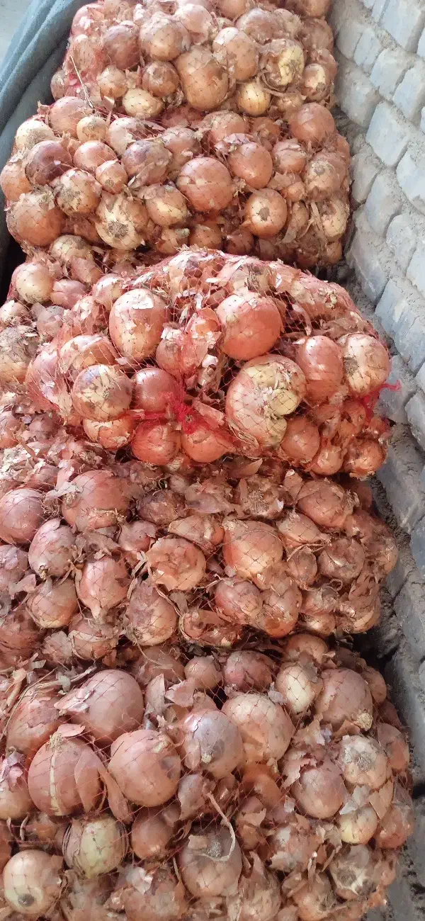 پیاز|خوردنی و آشامیدنی|هلالی, |دیوار