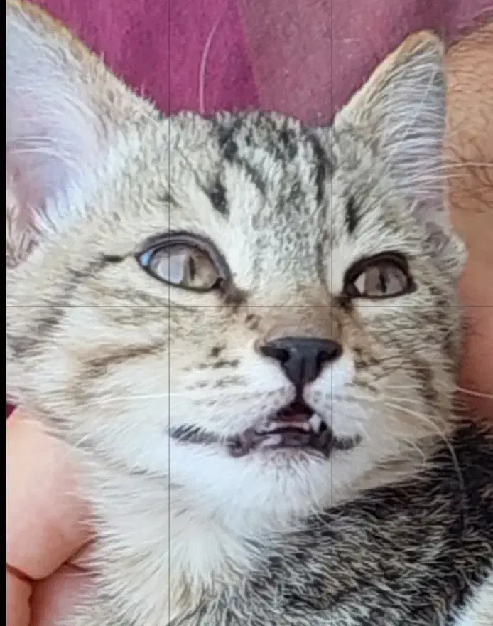 ...|گربه|شیراز, کوشک میدان|دیوار