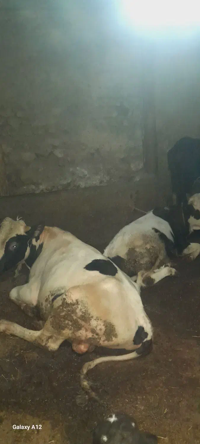 گاونر|حیوانات مزرعه|هیر, |دیوار