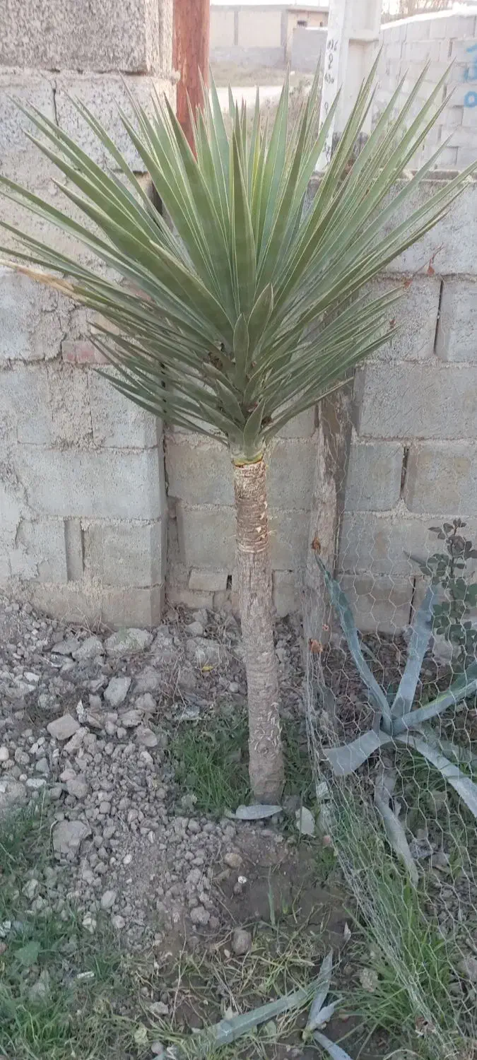 گل یوکا|حراج|گنبد کاووس, |دیوار