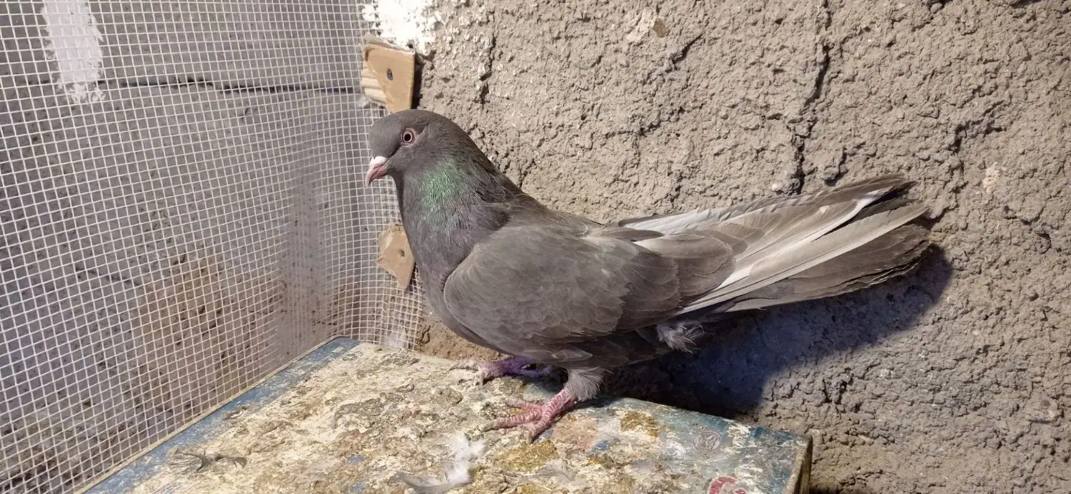 کبوترپر|پرنده|شهرکرد, |دیوار