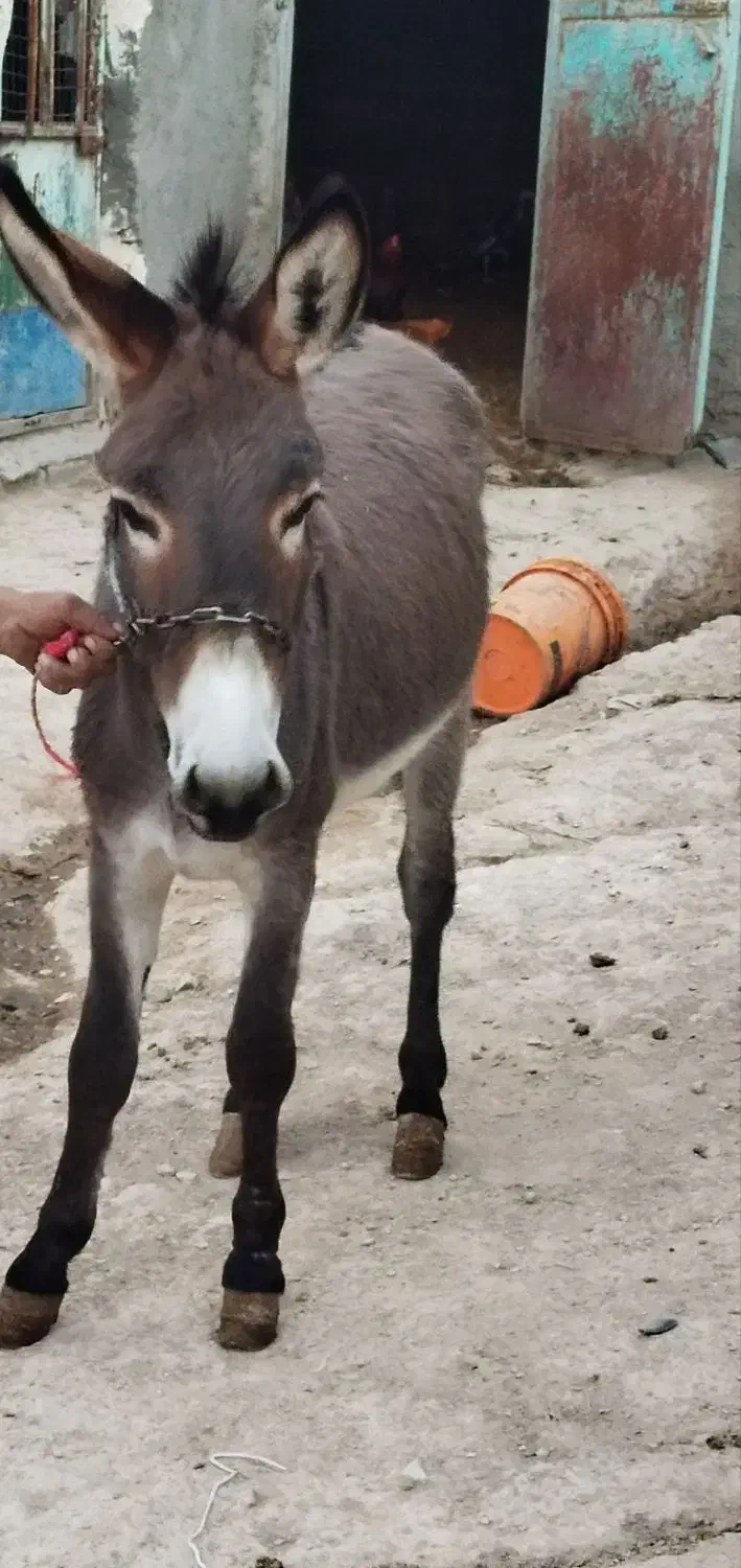 الاغ جوان|حیوانات مزرعه|گل تپه, |دیوار