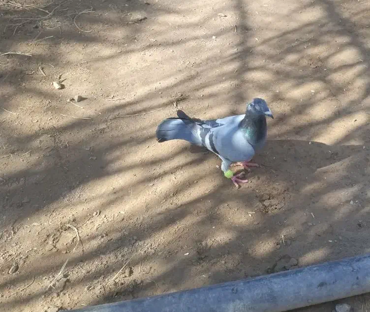 کبوتر|پرنده|بم, |دیوار