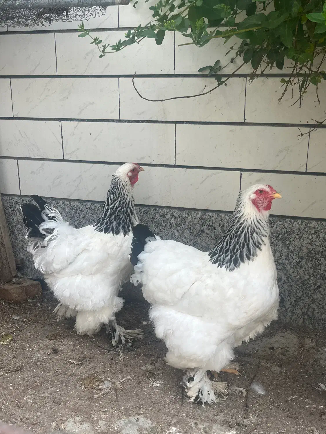 تخم مرغ برهما|حیوانات مزرعه|مرند, |دیوار