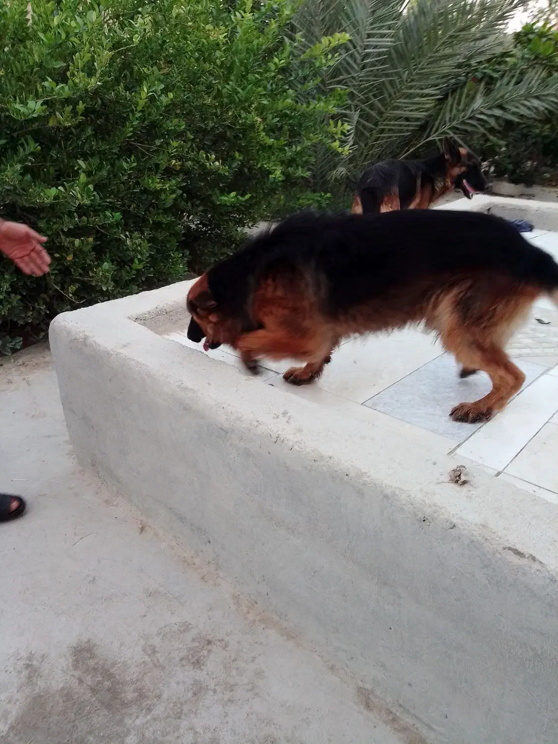 ژرمن شپرد نر و ماده یک و نیم ساله|سگ|بندر کنگان, |دیوار