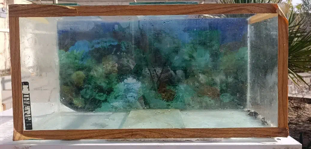 آکواریوم پمپ|ماهی|زرند, |دیوار