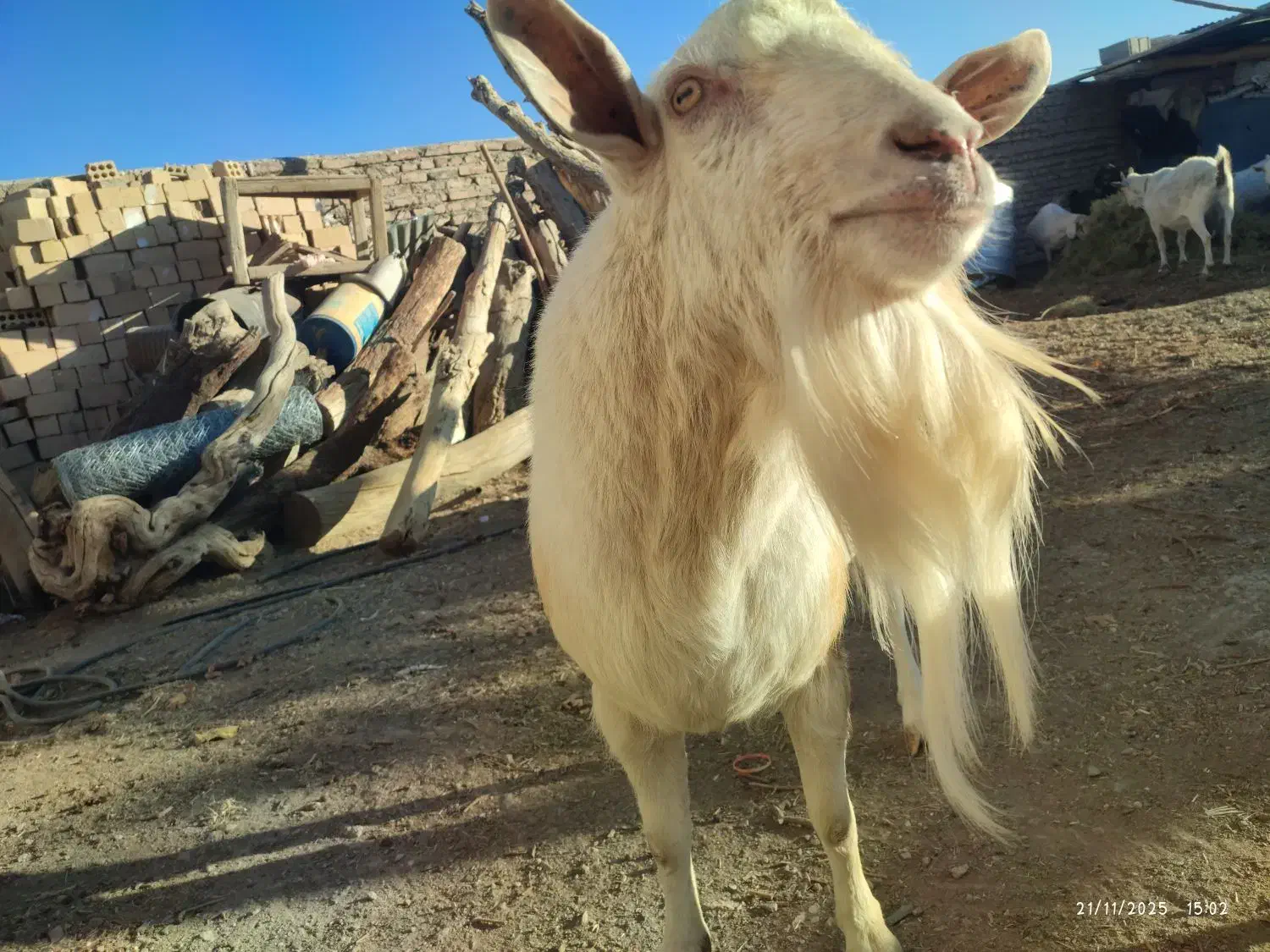 نر بز سانن|حیوانات مزرعه|نیمبلوک, |دیوار