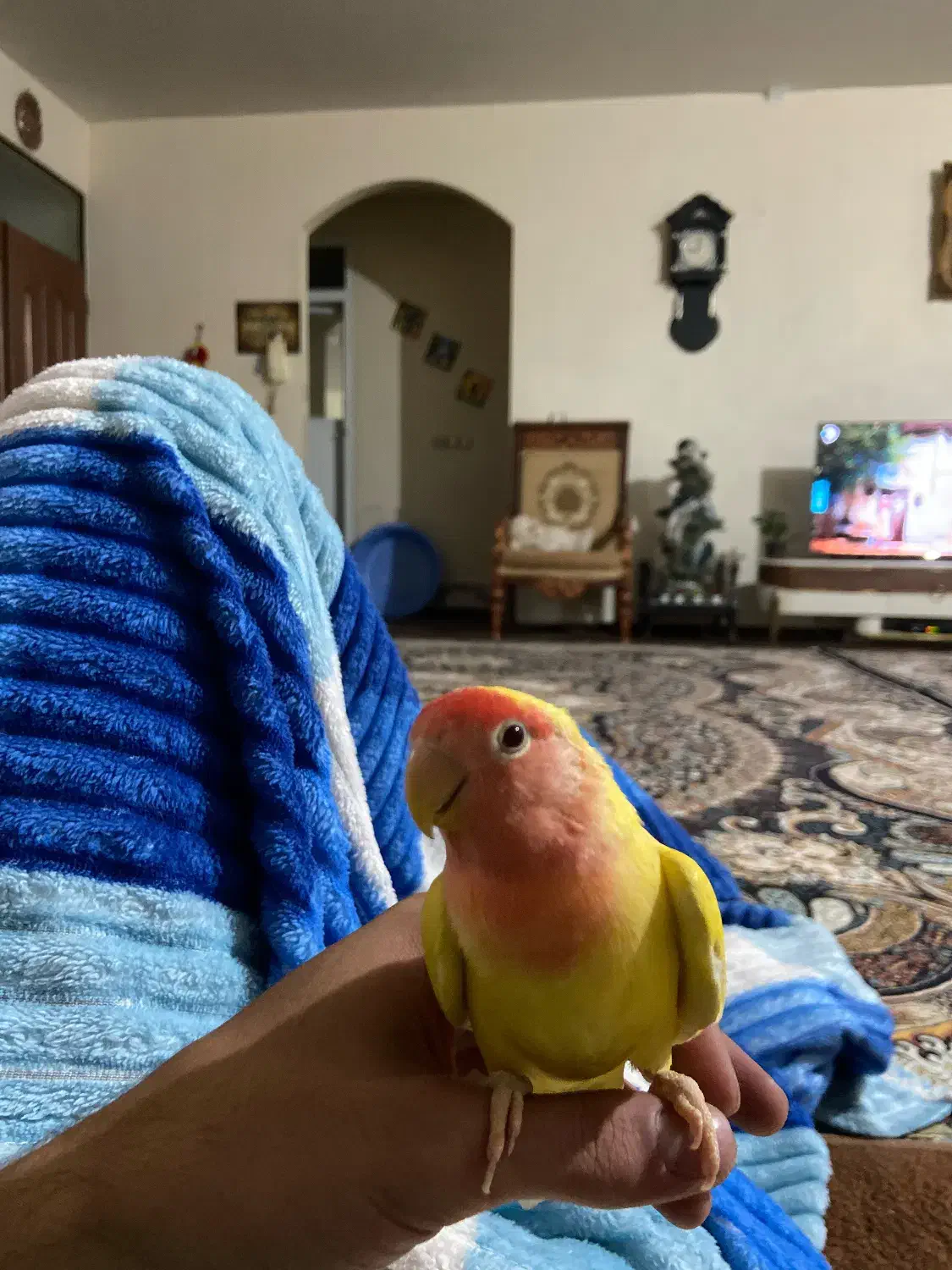 طوطی برزیلی سخنگو دستی فروش و‌معاوضه|پرنده|اردبیل, |دیوار