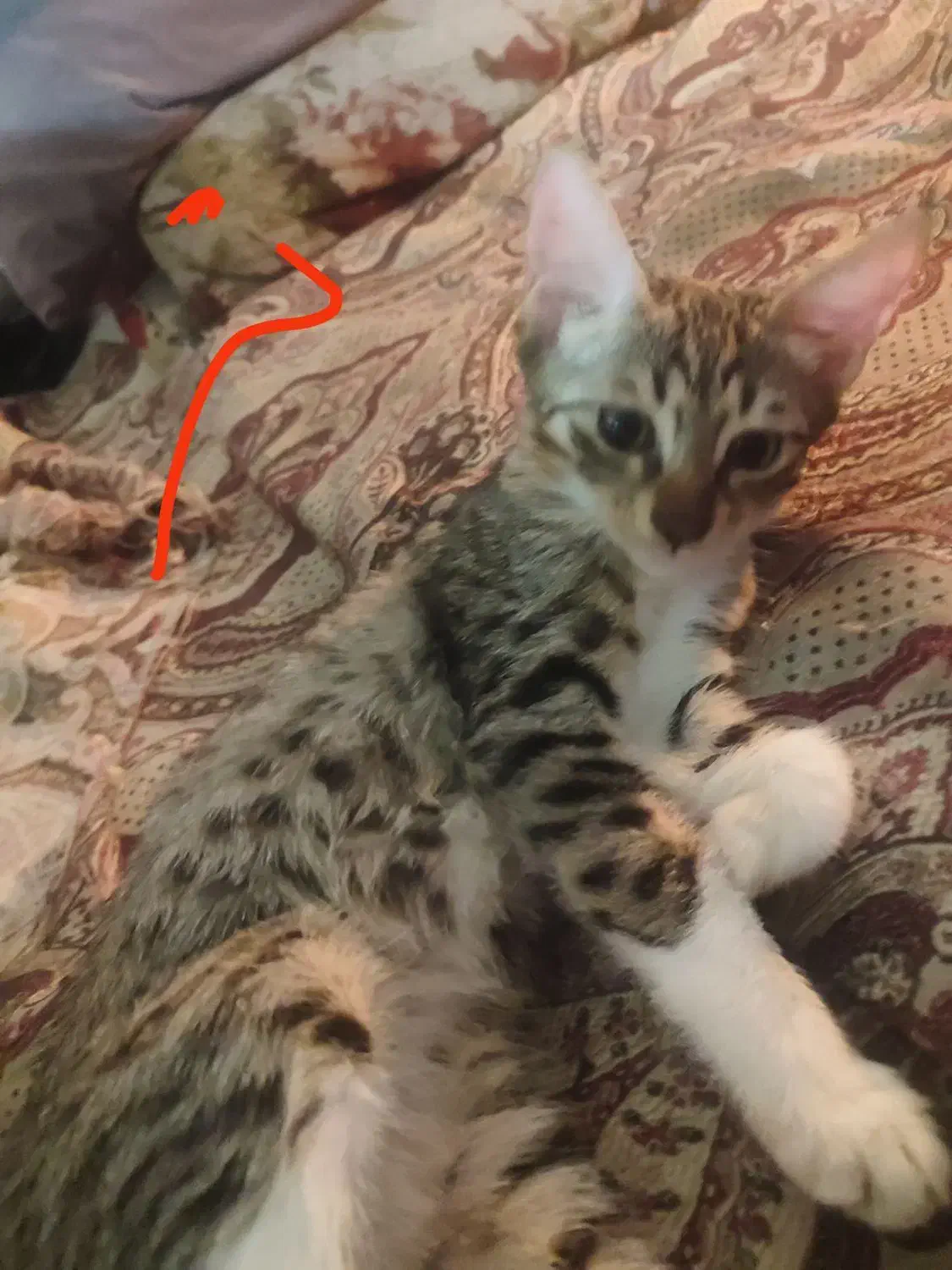 گربه|گربه|گرگان, |دیوار