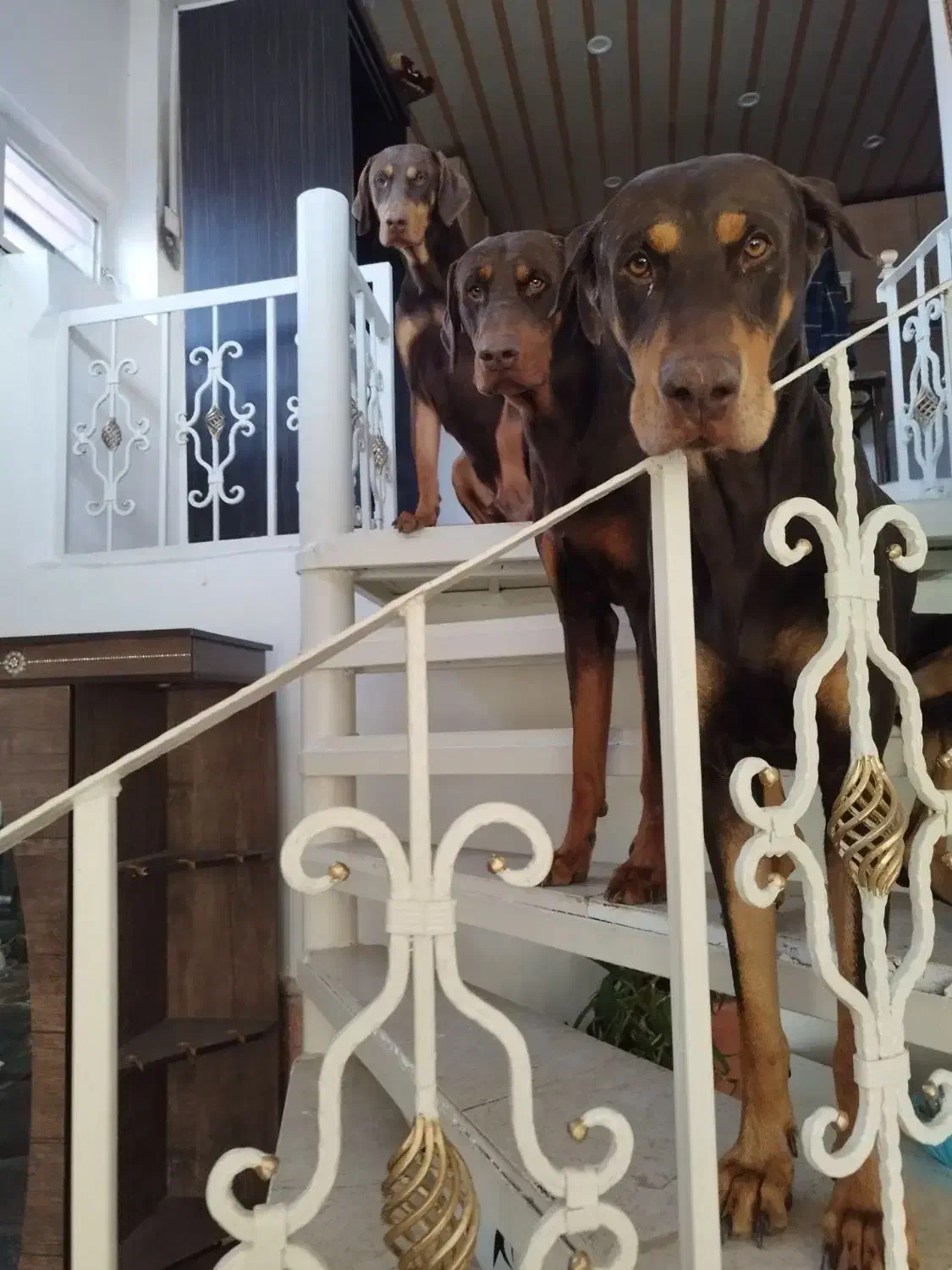 دوبرمن اصیل|سگ|مشهد, دانشجو|دیوار