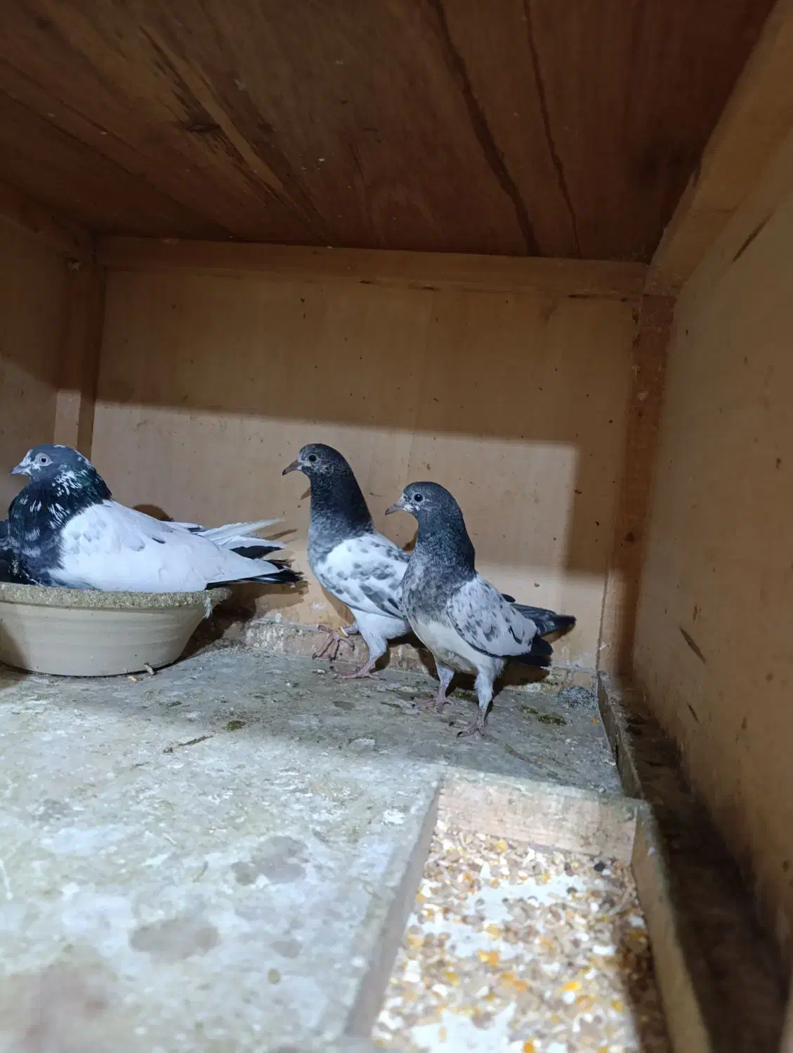 ۱۶ تا جوجه پاکستانی|پرنده|رشت, تازه آباد|دیوار